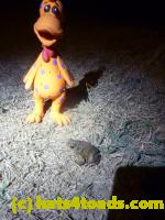 /home//u458753944/public_html/sourcegallery//Roxborough Toad Detour/2013-2019/2013/2013-04-09/P1120058.JPG
